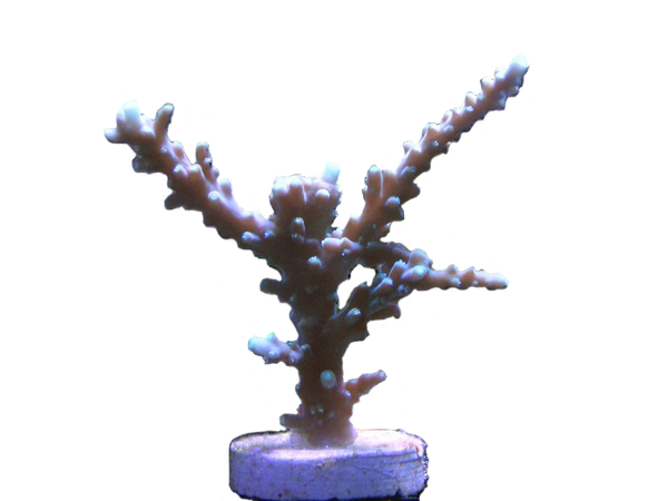 Acropora fenneri