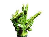 Green Slimer Acropora