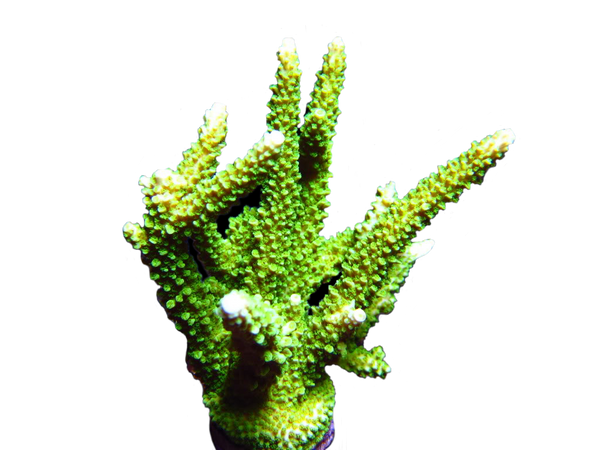 Green Slimer Acropora