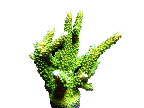 Acropora