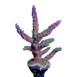 Tri-color Acropora