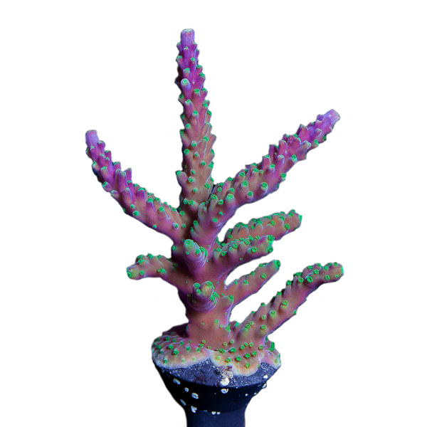 Tri-color Acropora